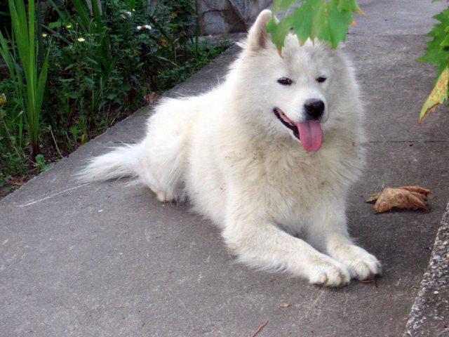 22077-PIKSI2.jpg, 185 KB