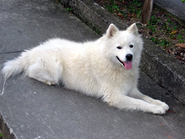22078-PIKSI1.jpg, 201 KB